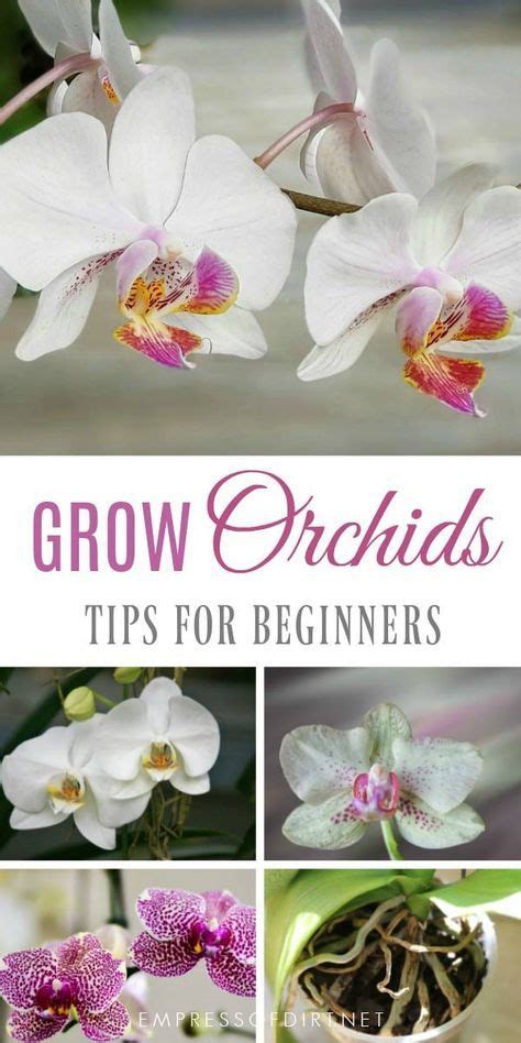 good morning orchid|Orchid Care for Beginners (Tips From a Lifelong。